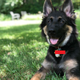 Lucio, a 4-month-old German shepherd, gets tricked into sitting still for two fucking seconds.